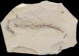 Metasequoia (Dawn Redwood) Fossil - Montana #41456-1